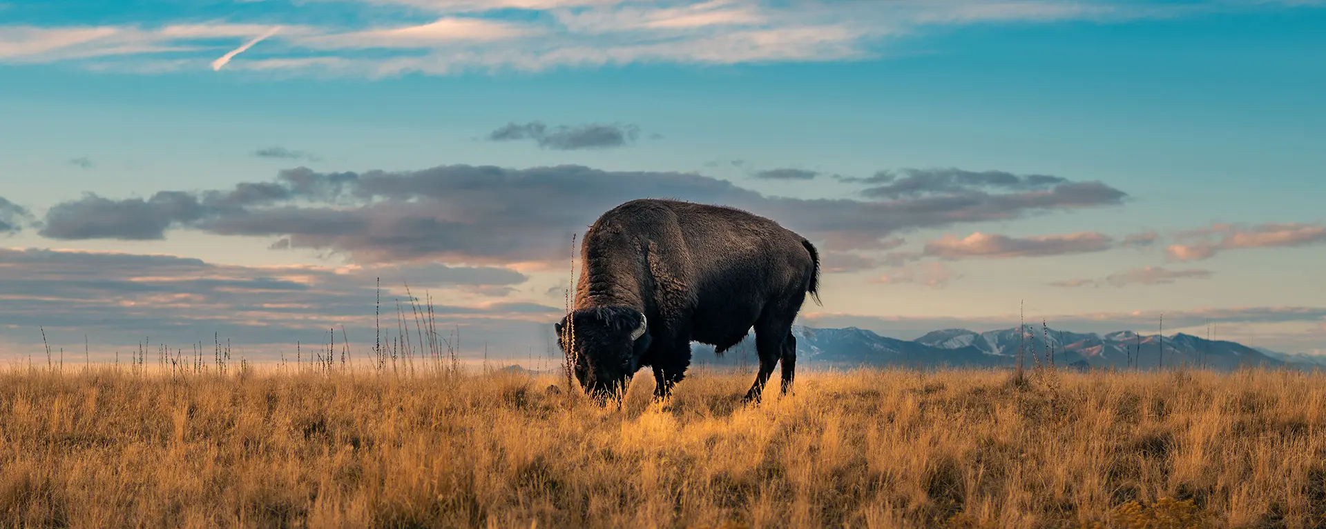 A lone bison stands in a field. 