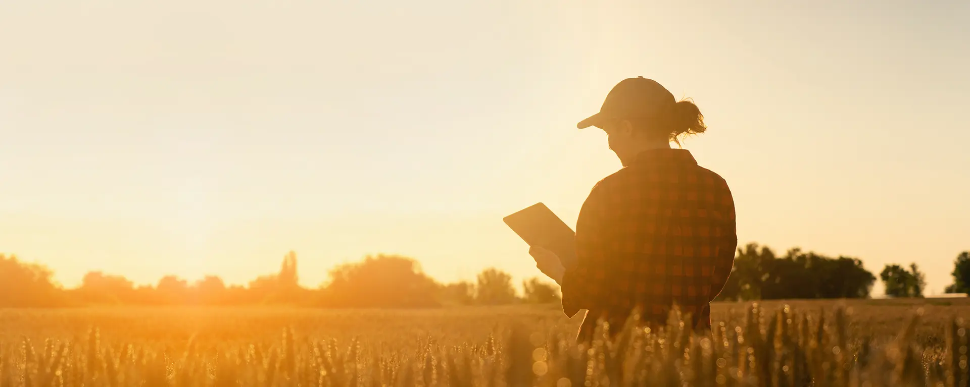 A farmer stands in a wheat field at sunset. 